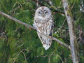 Barred Owl in Greenery - The Regal Find