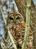 Barred Owl V - The Regal Find