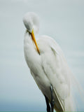 Great White Egret - The Regal Find