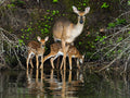 Momma with Fawns - The Regal Find