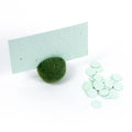 Wildflower Seed Cards: Mint - The Regal Find